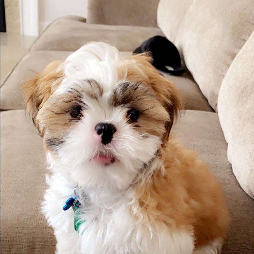 Ziggy